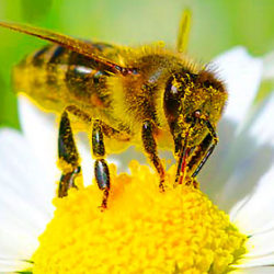 пчелиное маточное-молочко